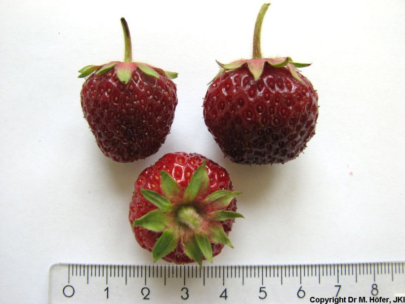 DEU451-JKI-SengaSengana-Fruit1.jpg