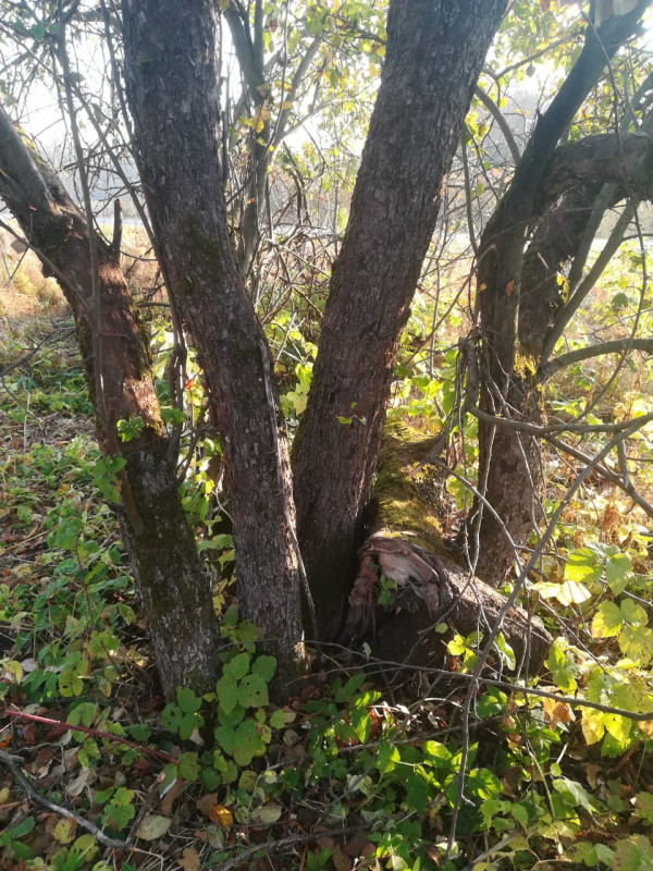 IMG-20201014-WA0005.jpg