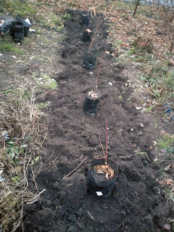 IMG20201017181014.jpg
