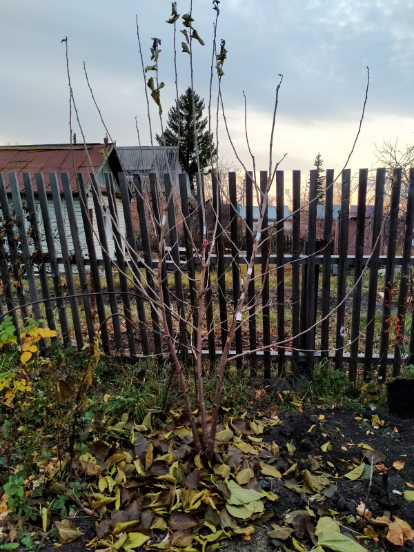 IMG20201019171239.jpg