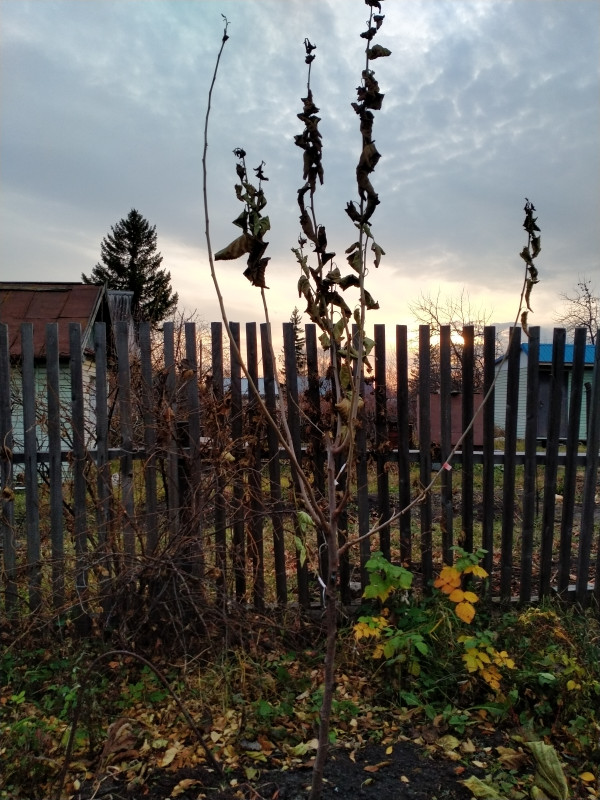 IMG20201019171254.jpg