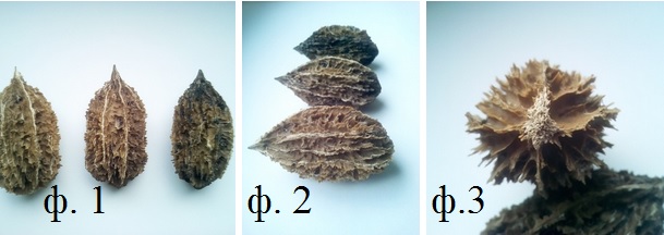 ф 1-3.jpg