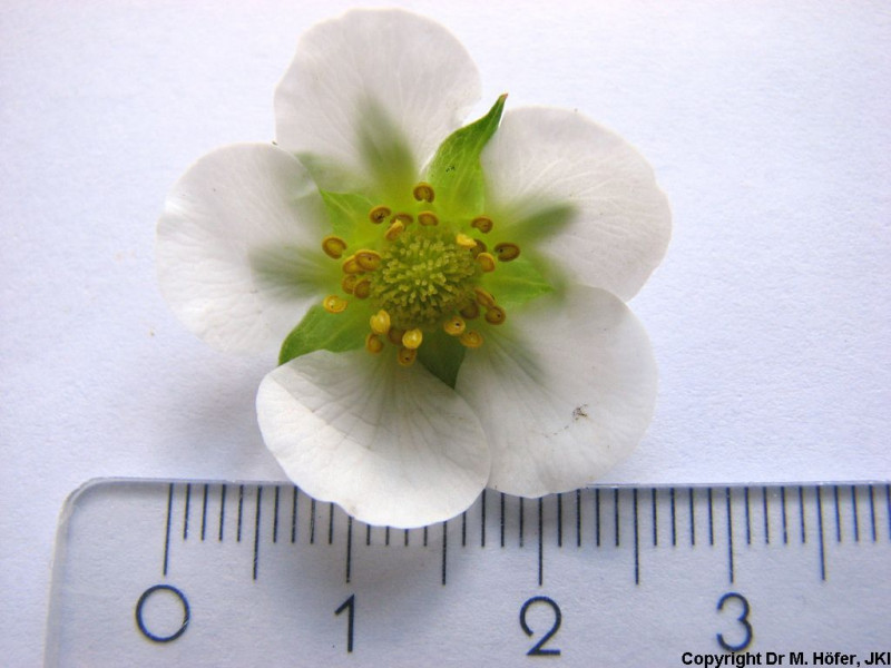 DEU451-JKI-Symphony-Flower1.jpg