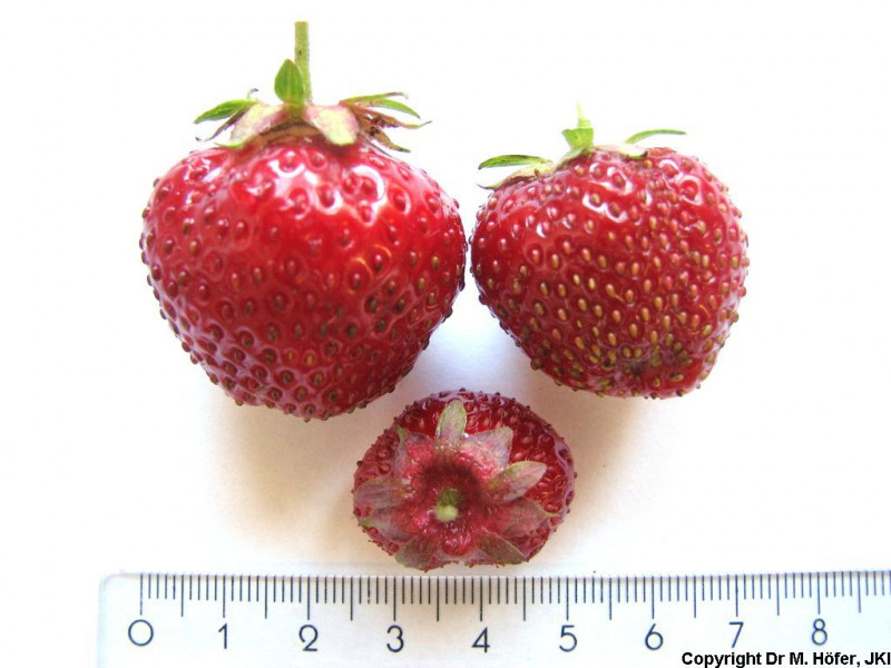 DEU451-JKI-Symphony-Fruit1.jpg