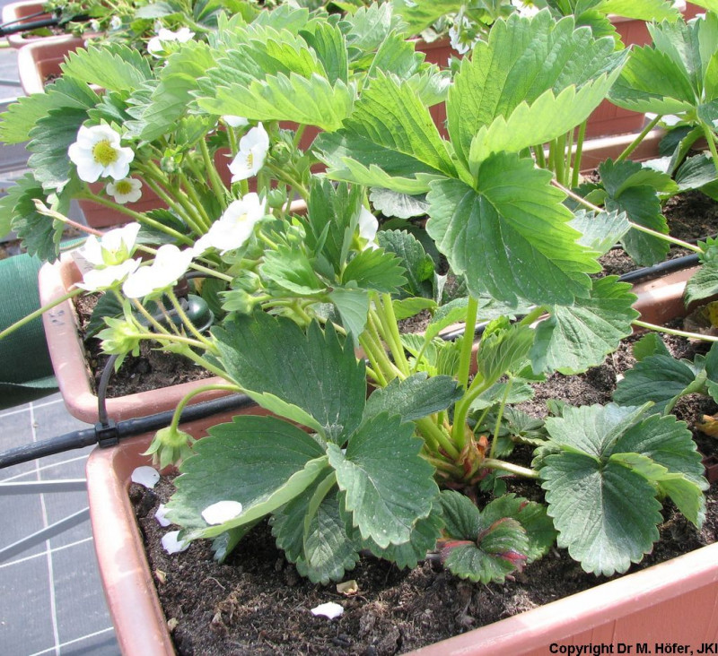 DEU451-JKI-Symphony-Plant.jpg