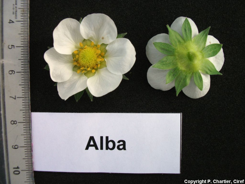 FRA207_FRA207-Ciref-Alba-Flower.jpg