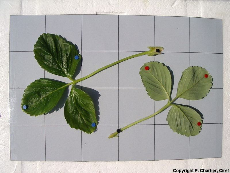FRA207_FRA207-Ciref-Alba-Leaves.jpg