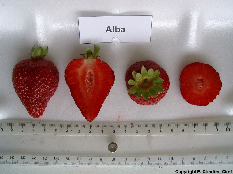FRA207-Ciref-Alba-Fruit.jpg