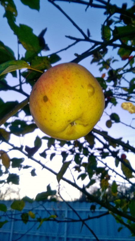 WP_20201109_17_33_25_Pro.jpg