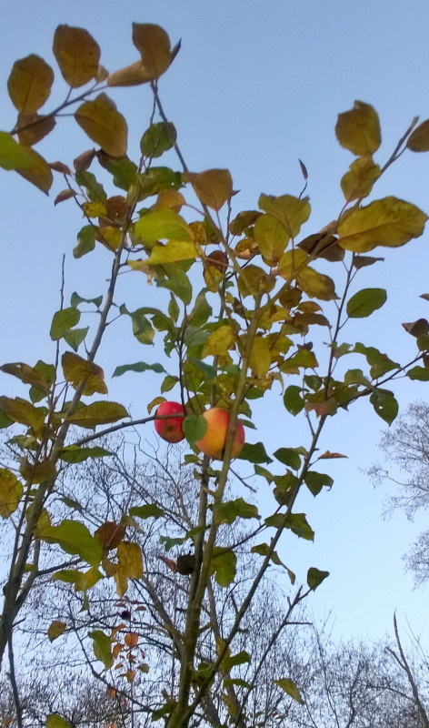 WP_20201109_17_33_40_Pro.jpg