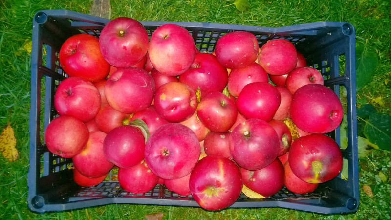 WP_20201109_17_36_15_Pro.jpg