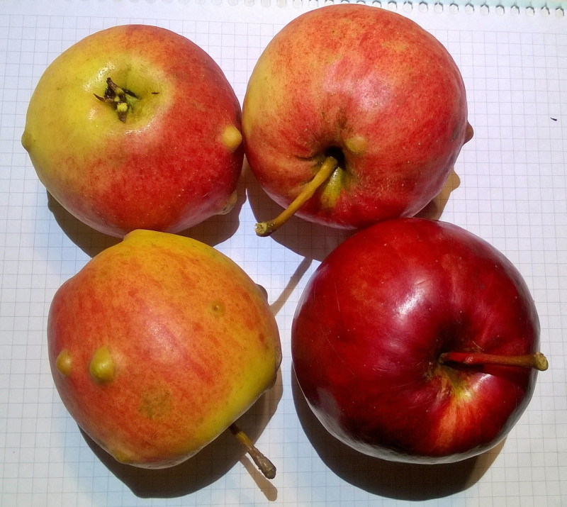 WP_20201111_19_10_50_Pro.jpg