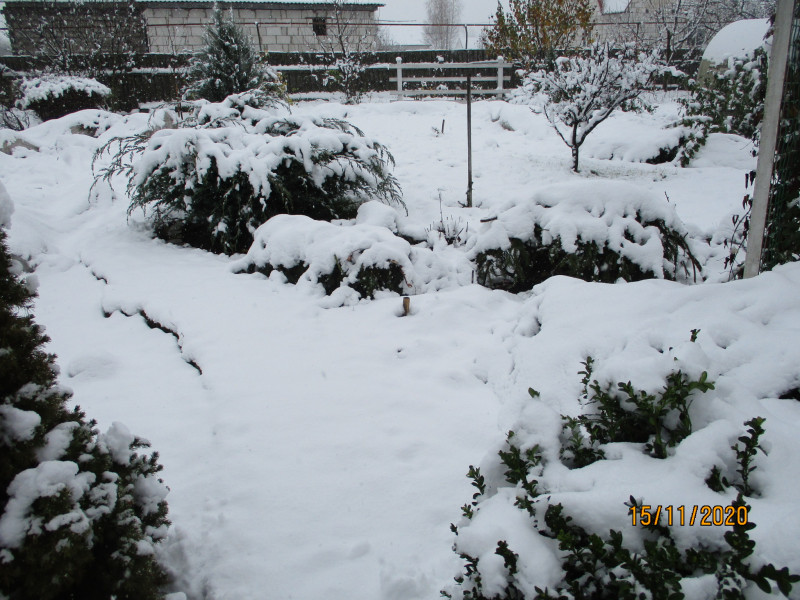IMG_2760.JPG (1.02 МБ) 2277 просмотров А это место -начало розария. Прямо -дорожка из камешков, в снегу. Слева от дорожки - Коника ,а справа-можжевельник.Она огибает большой розарий и проходит мимо второго маленького розария справа(если прямо смотреть,где большой раскидистый можжевельник)Ниже его-розы прикрытые пока только елками.Вот этот розарий теперь лучше стал просматриваться. Там розы Жан-Кокто, Синко де Майо,Изи даз ит, Джаз