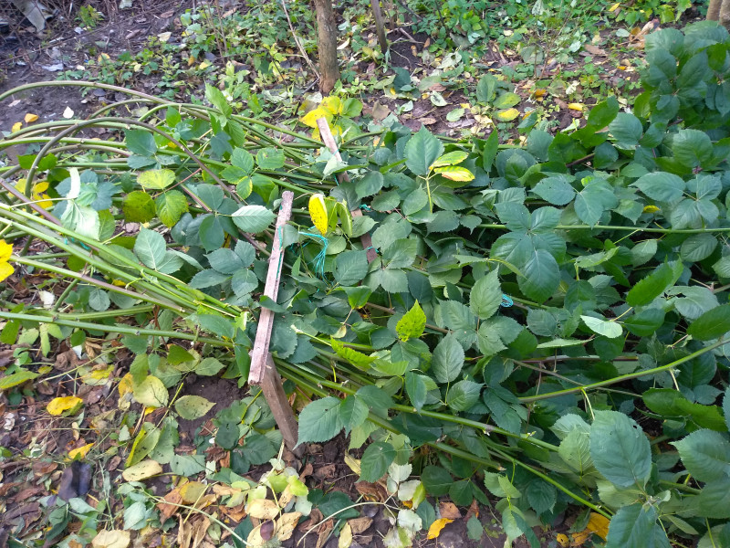 IMG_20201111_144807_1.jpg