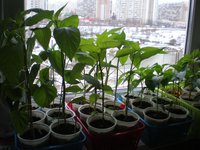 P2200142-3 апр.jpg