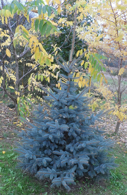 2020-10 Ель колючая Glauca.JPG