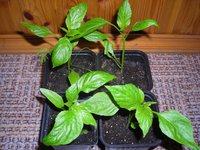 DSCN5110.JPG