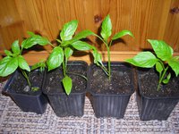 DSCN5112.JPG
