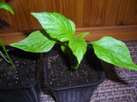 DSCN5113.JPG
