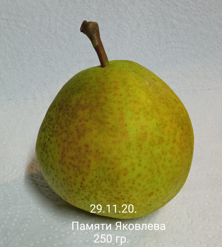 IMG_20201129_123532.jpg