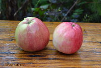melba33.jpg
