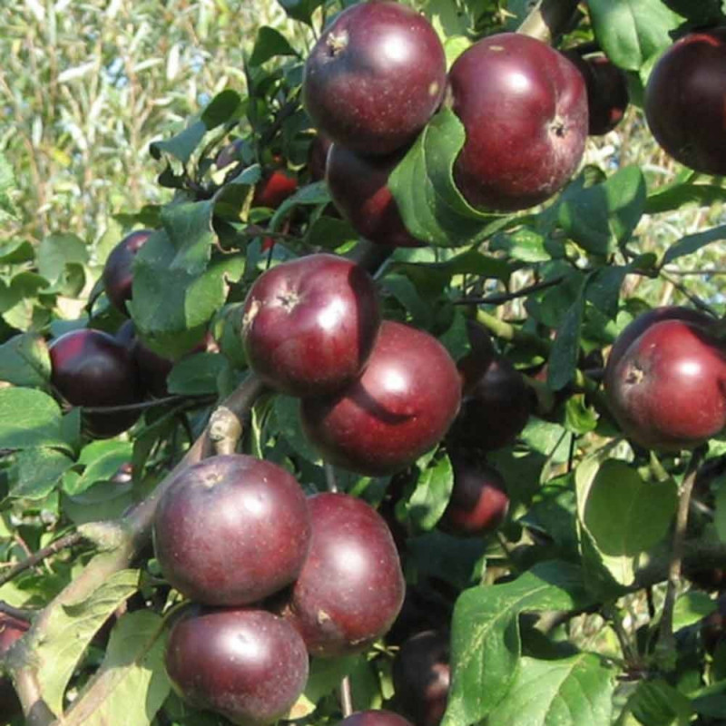 Api Noir Черный Кальвиль.jpg