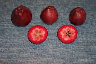Malus niedzwetzkyana.jpg