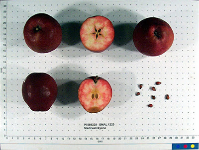Malus niedzwetzkyana6.jpg