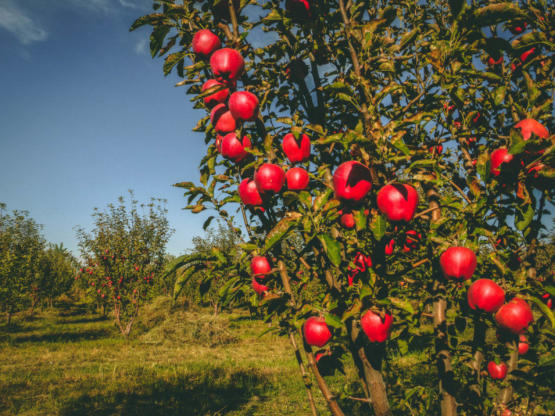 Almaty-apple.jpg