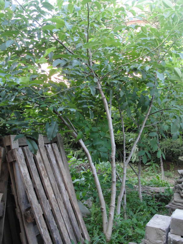 DSC07082.JPG