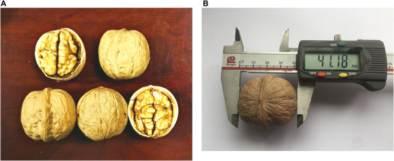 fig4.jpg