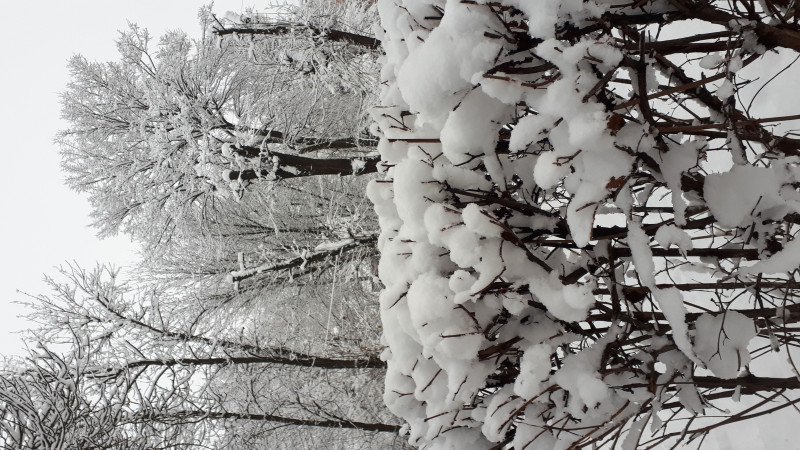 IMG-20210105-WA0050.jpeg