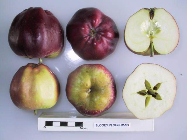 Cross_section_of_Bloody_Ploughman,_National_Fruit_Collection_(acc._1962-042).jpg