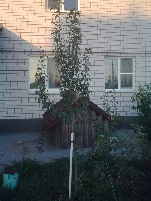 Россошанская красивая 09.2014.jpg
