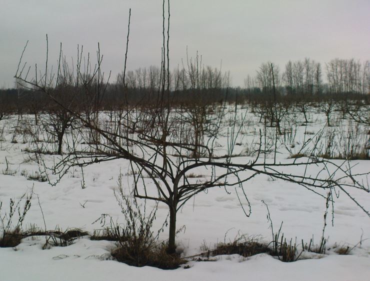 Формир гр1.JPG
