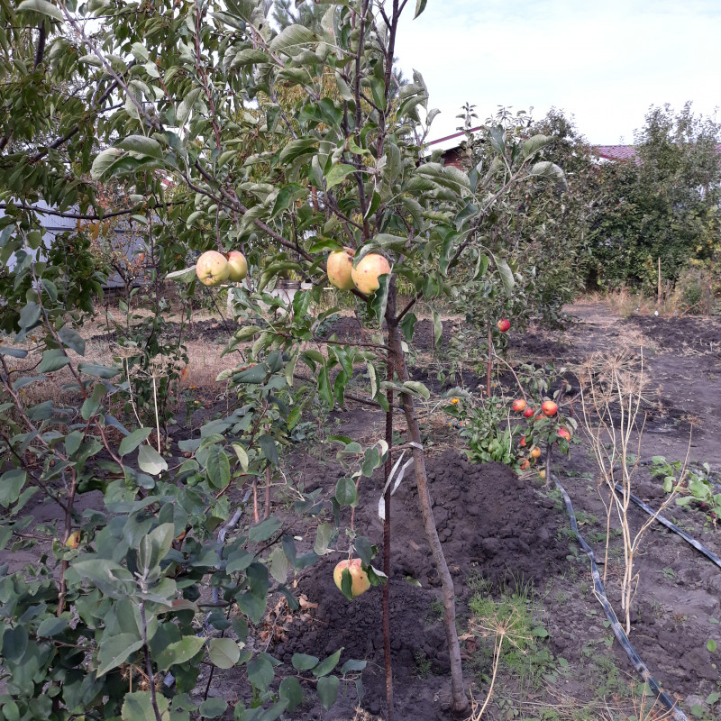 20201002_124612Канди кр..jpg