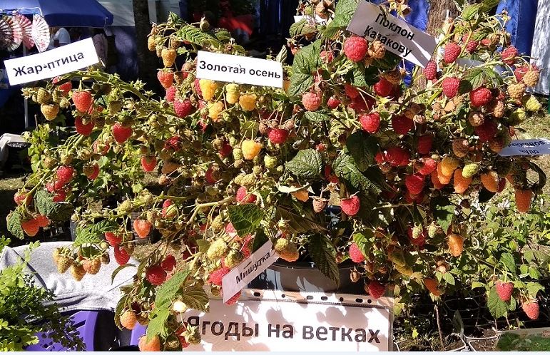 Малина 4 сорта.JPG