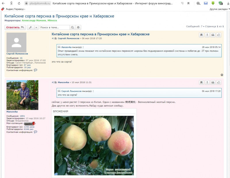 锦绣黄桃 - Великолепный желтый персик.jpg
