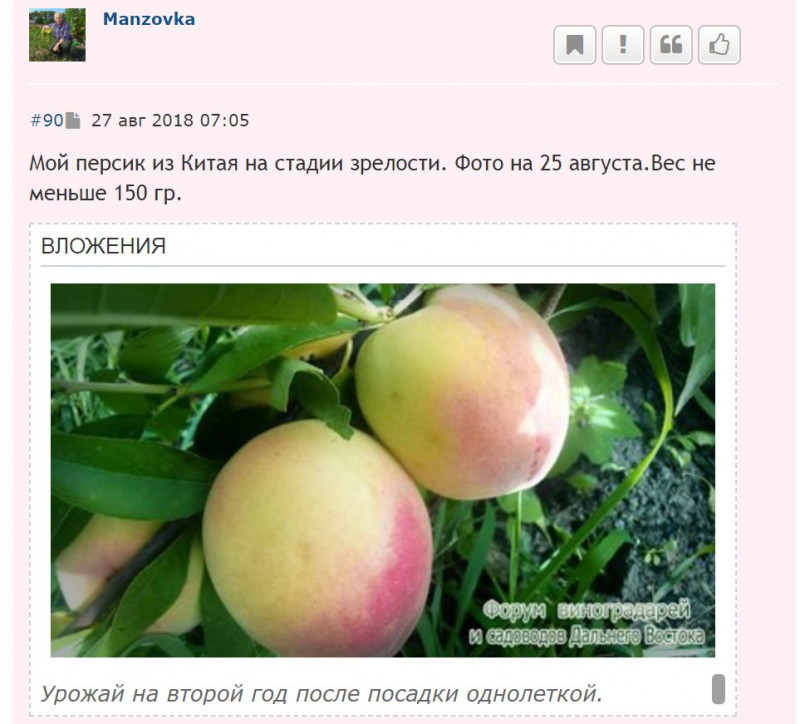 Великолепный желтый персик.jpg