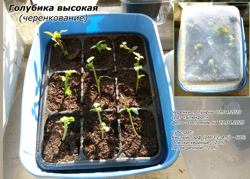 голубика.jpg