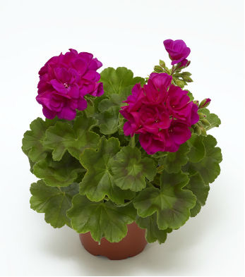 news-20181119-pelargonium-of-new-series-moxie-save-space-in-the-greenhouse-deep-rose-347x393.jpg