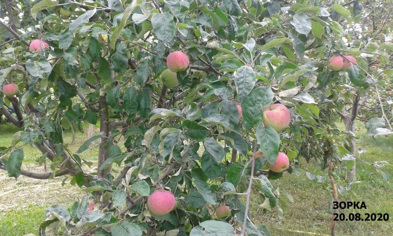 Зорка 20.08.2020.jpg