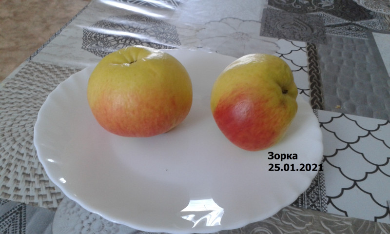 Зорка 25.01.2021..jpg