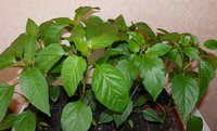 P1070823м.jpg