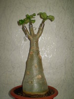 P1010042.JPG