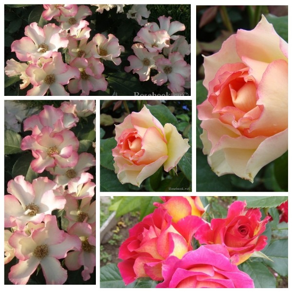 MyCollages - 2021-02-20T215700.223.jpg