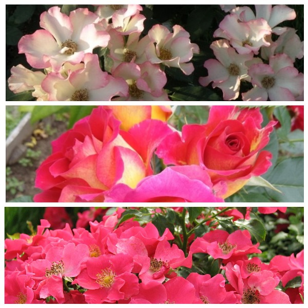 MyCollages - 2021-02-20T233454.132.jpg
