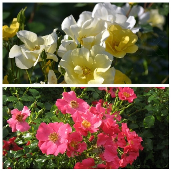 MyCollages - 2021-02-20T234337.076.jpg