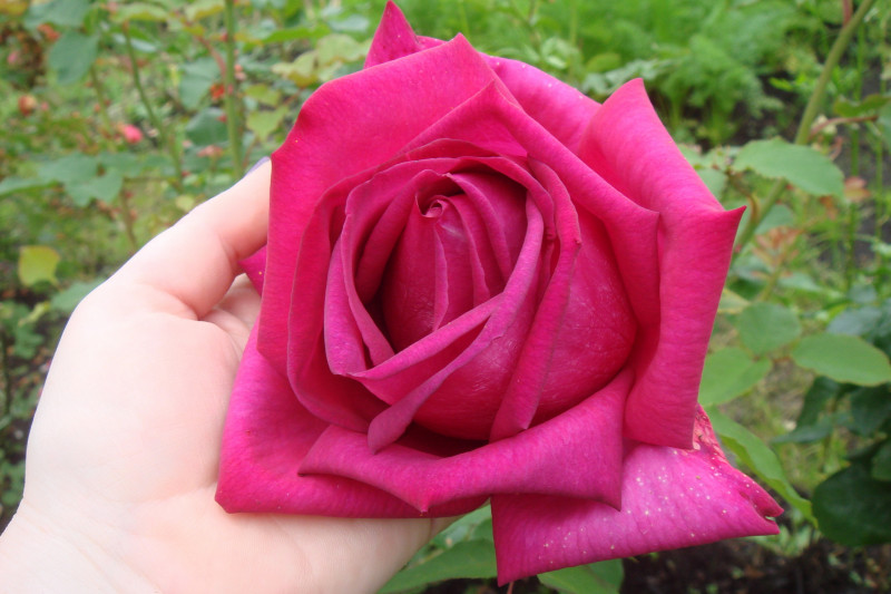 DSC08865.JPG