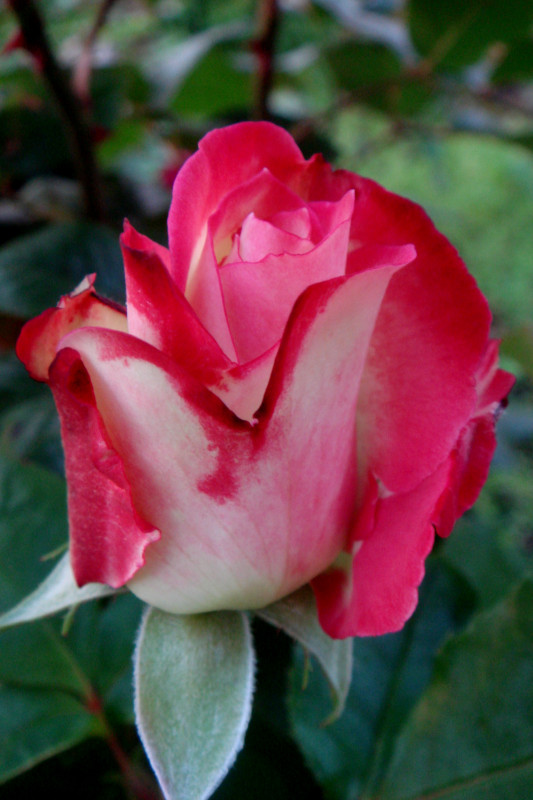 DSC08625.JPG